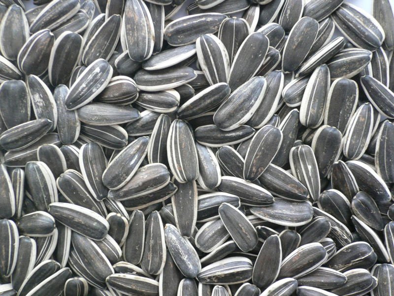  Sunflower seeds from China , Argentina and America 